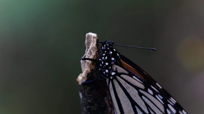 mariposa monarca